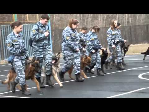 Видео: День открытых дверей в кинологической школе ЮЗАО