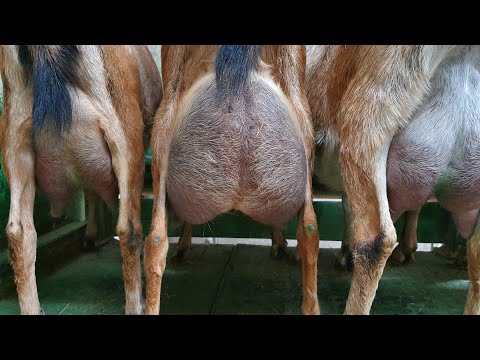 Видео: Много молозива // Симптомы АЭК // Сравниваем мази