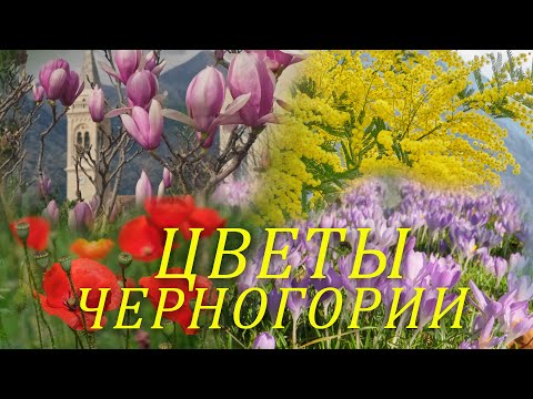 Видео: Что цветет в Черногории? Полный обзор цветов на морском побережье и в горах