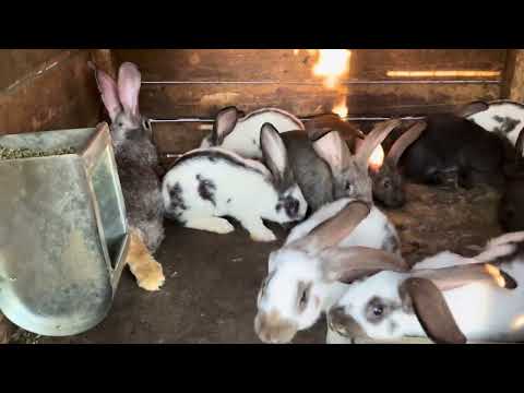 Видео: Моё первое видео про кроликов, краткий видеообзор моего хозяйства #rabbit #bunny #кролики #животные 