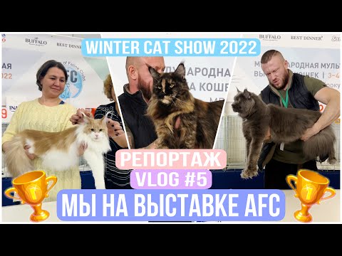 Видео: Выставка кошек в Москве. Winter Cat Show Moscow 2022. Мои кошки на выставки. VLOG#5