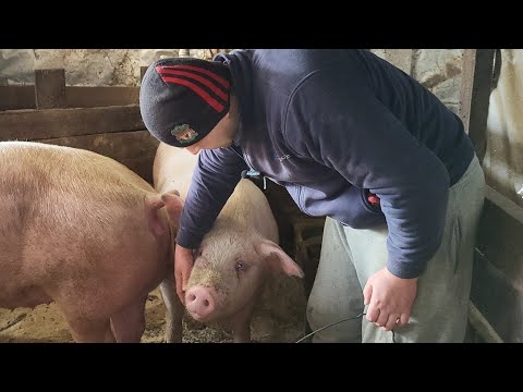 Видео: ✅В 4 місяці - 100 кг 🐷💪Замовили все порося четвертями, сила розголосу 💪❤️#pig #pigfeed #farming #cow