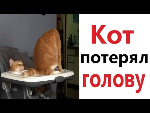 Видео: ПРИКОЛЫ! КОТ ПОТЕРЯЛ ГОЛОВУ - МЕМЫ!!! Смешные видео – Доми шоу!