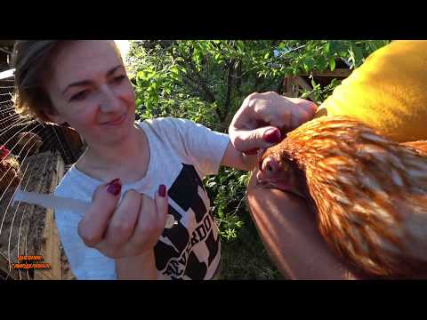 Видео: КУРИНАЯ ЧУМА! Пытаемся лечить... Падеж кур! 😪