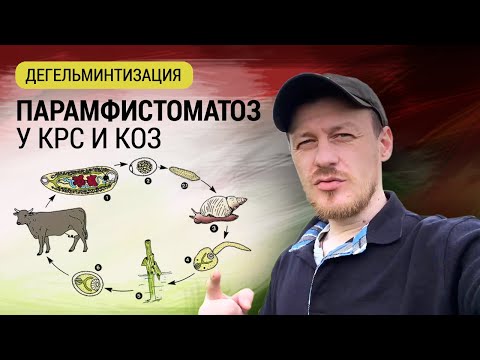 Видео: Парамфистоматоз у коров и коз