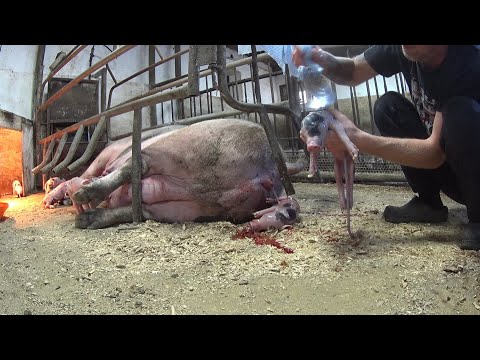 Видео: 518‼️РЕКОРДНЫЙ ОПОРОС‼️ 24 ПОРОСЕНКА‼️Я В ШОКЕ‼️