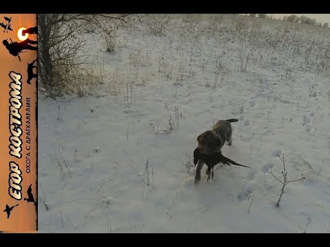 Видео: ОХОТА НА ЗАЙЦА И ФАЗАНА. ЗАКРЫТИЕ СЕЗОНА ОХОТЫ НА ФАЗАНА. 27 декабря 2018г.