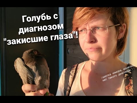 Видео: Голуби с "залепленными глазами", чем болеют, опасно ли для людей, стоит ли подбирать и помогать?