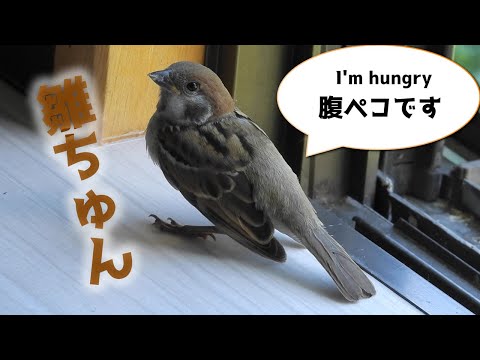 Видео: Летние трясогузки — рост каждой птицы