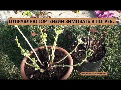 Видео: Отправляю крупнолистные гортензии зимовать в погреб .