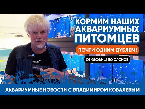 Видео: Аквариумные новости с Владимиром Ковалевым (01.08.2023). Кормим наших рыбок. Почти ВЛОГ :)