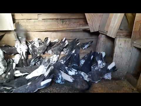 Видео: Николаевские голуби кормление...13.10.2025 г