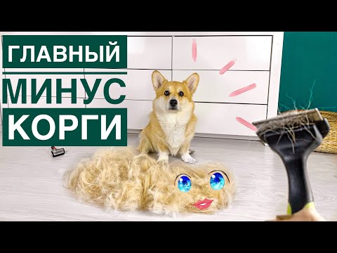 Видео: Главный МИНУС КОРГИ! посмотри это видео перед покупкой собаки😱