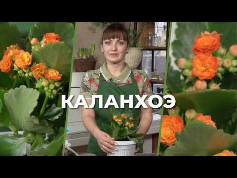 Видео: «Зеленее будет». Каланхоэ