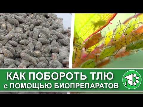 Видео: Биологические средства от тли. Чем обработать растения, чтобы избавиться от вредителей