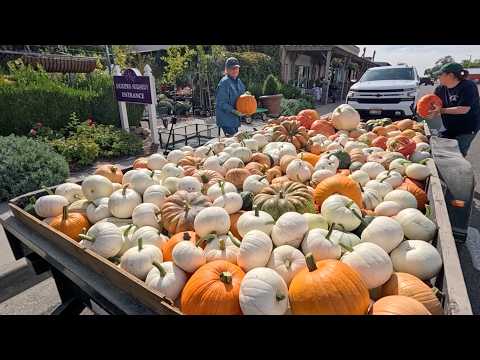 Видео: Мои ожидания превзошли себя!!! 🎃🙌😍