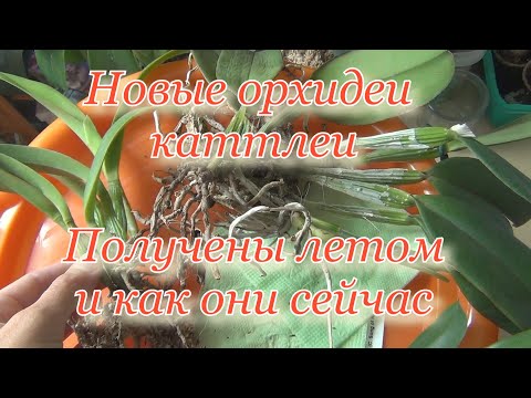 Видео: Новые орхидеи каттлеи ОКС от Флоралии и не только. Их адаптация через пол года. Или не адаптация(