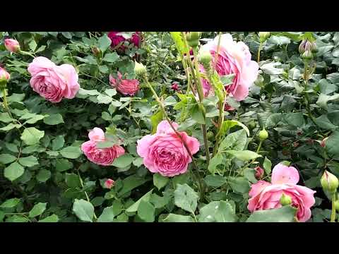 Видео: Английские розы. Их великолепие и мощь.