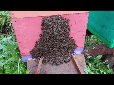 Видео: На моей пасеке завелась семья с пчёлами воровками. Что делать?