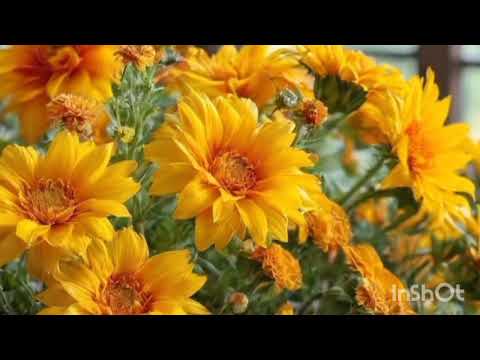 Видео: А мы любили ( кавер)