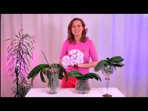 Видео: Как я пришла к орхидеям 🌸 и открытой системе ✨💕 открытая система - орхидея без субстрата в вазе