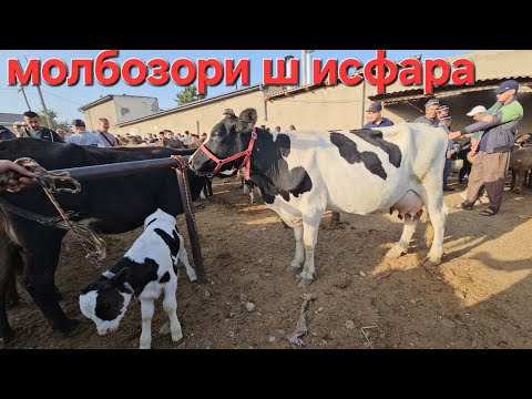 Видео: Молбозори Ш Исфара  моли зоти бисёр 