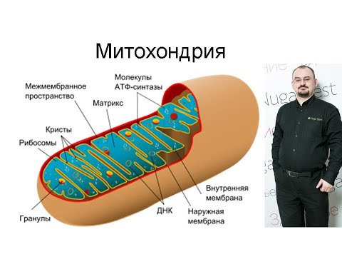 Видео: Работа митохондрии внутри клетки