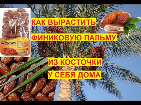 Видео: Можно ли вырастить финики из косточки