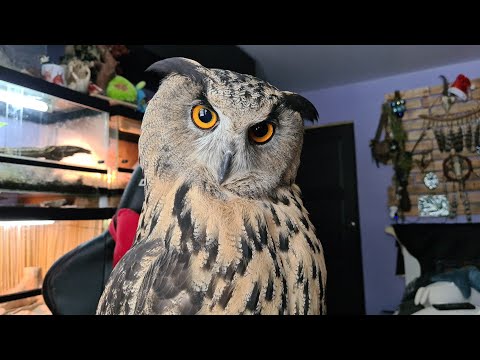 Видео: Доугукались. Сова не хочет гулять даже ещё пять минуточек! Метель, что ты делаешь? Прекрати!