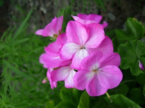 Видео: Черенкование пеларгонии зональной. Укоренение любых черенков.