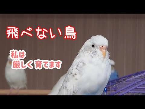 Видео: Это мой способ воспитания (воспитание детей «чоби», унаследовавшего «маму») [Волнистый попугайчик]