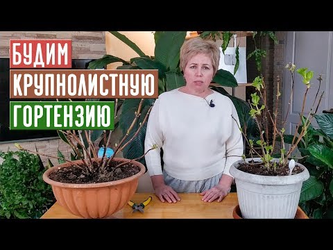 Видео: КРУПНОЛИСТНАЯ ГОРТЕНЗИЯ ИЗ ПОДВАЛА, НЕ ДОПУСКАЕМ ОШИБОК!!! / Садовый гид