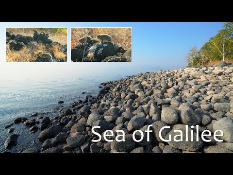 Видео: Дикая природа Галилейского моря! В поисках библейского горного дамана (длиннохвостые животные)