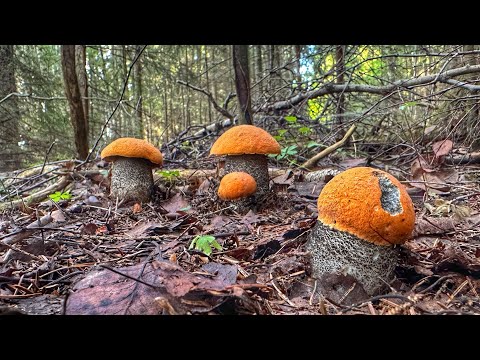 Видео: ЭТО ДЖЕКПОТ! ДРЕМУЧИЙ ЛЕС НАГРАДИЛ ГРИБНИКА ФАНТАСТИЧЕСКИМИ ГРИБАМИ | ПОДОСИНОВИКИ 2024