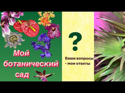 Видео: Вопросы. Ответы . 
