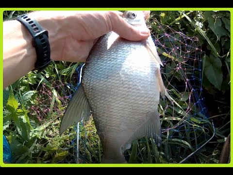 Видео: Фидерная ловля.Рыбалка на фидер.Ловил на Упе 29.08.2021