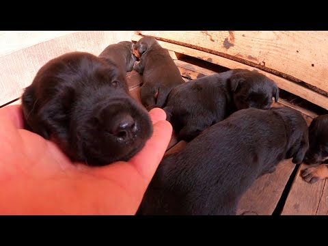 Видео: Смотрю щенков ЯГДТЕРЬЕРА, которым 23 дня
