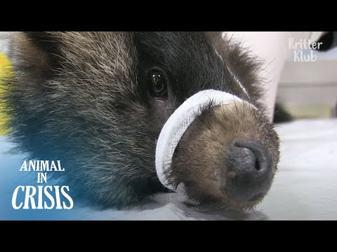 Видео: Что привело к смерти всю семью этого Рэккона .. | Животное в кризисе EP220