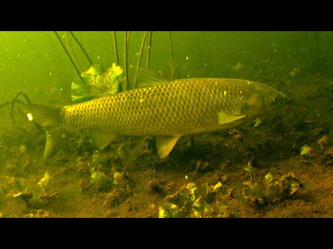 Видео: КИСЛОРОДНЫЕ ТОПИ (НЕИЗВЕСТНАЯ БЕЛАРУСЬ) NATURE BELARUS
