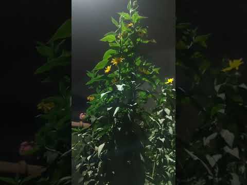 Видео: 162. Г. Жолбунова 