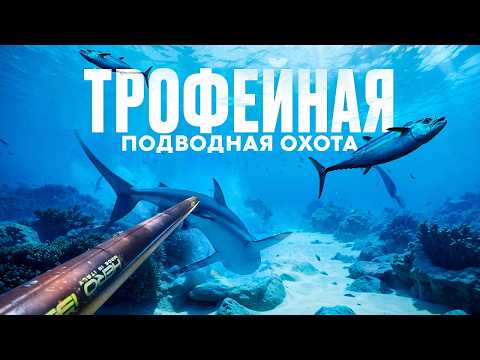 Видео: Самая ЖИВОПИСНАЯ ТРОФЕЙНАЯ подводная охота! Индийский океан