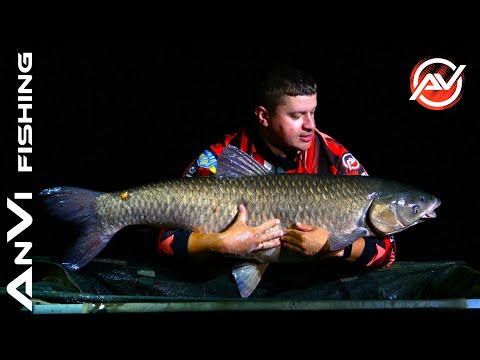 Видео: АМУР 20+  ТРОФЕЙНА ОСІННЯ РИБАЛКА