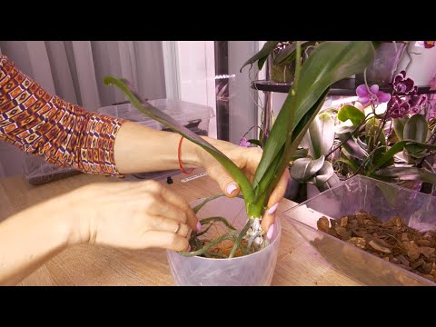 Видео: Клещ НЕ ПРОЙДЕТ!/ ВОТ ЭТО ВОЗДУШНЫЕ КОРНИ! Как посадить Planting an orchid Preparations for the tick