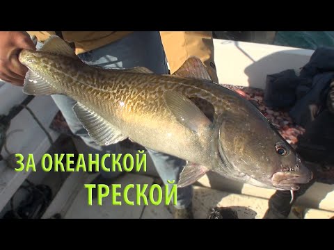 Видео: ЗА ОКЕАНСКОЙ ТРЕСКОЙ