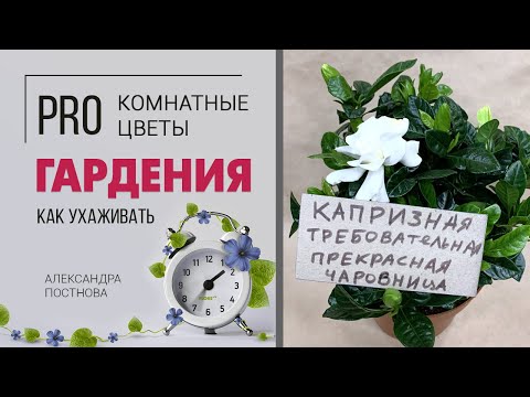 Видео: Комнатное растение Гардения - правила дружбы с прекрасной капризулей. Как ухаживать за гарденией.