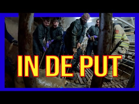 Видео: Теленок в яме – ДОБРОВОЛЬЦЫ ГОЛЛАНДСКИЕ ПОЖАРНЫЕ –