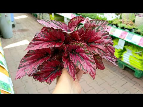 Видео: 🥑🍃Бауцентр🪴🍒Цветочная Прогулка🍃