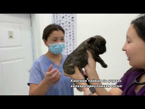 Видео: ЭРҮҮЛ МЭНДИЙН ҮЗЛЭГ 🥰