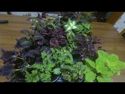 Видео: Красота Колеуса. Как сохранить зимой? Простой  способ Зимовки в квартире.