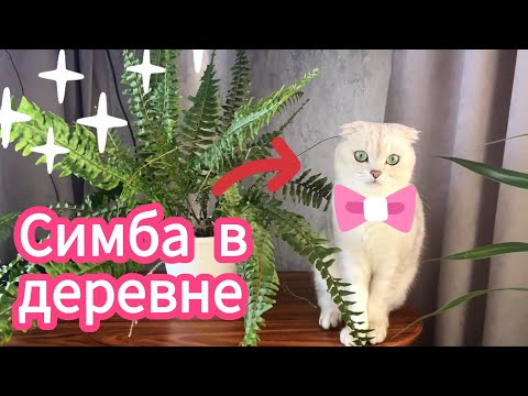 Видео: Котик в гостях в деревне 